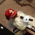 Intocht St Nicolaas-032