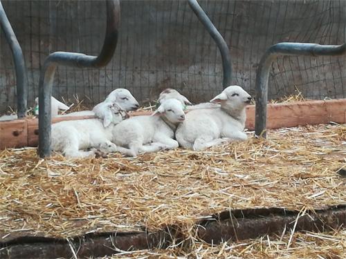 Lammetjesdag bij De Wereldboom