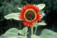 Open dag van de Oogsttuin aan de Brembroeken